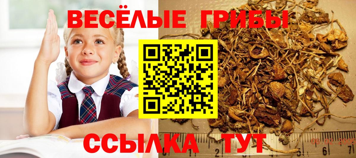 Галлюциногенные грибы Psilocybe Кушва
